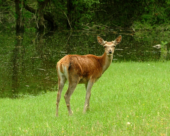 PASSIONE PER IL CERVO